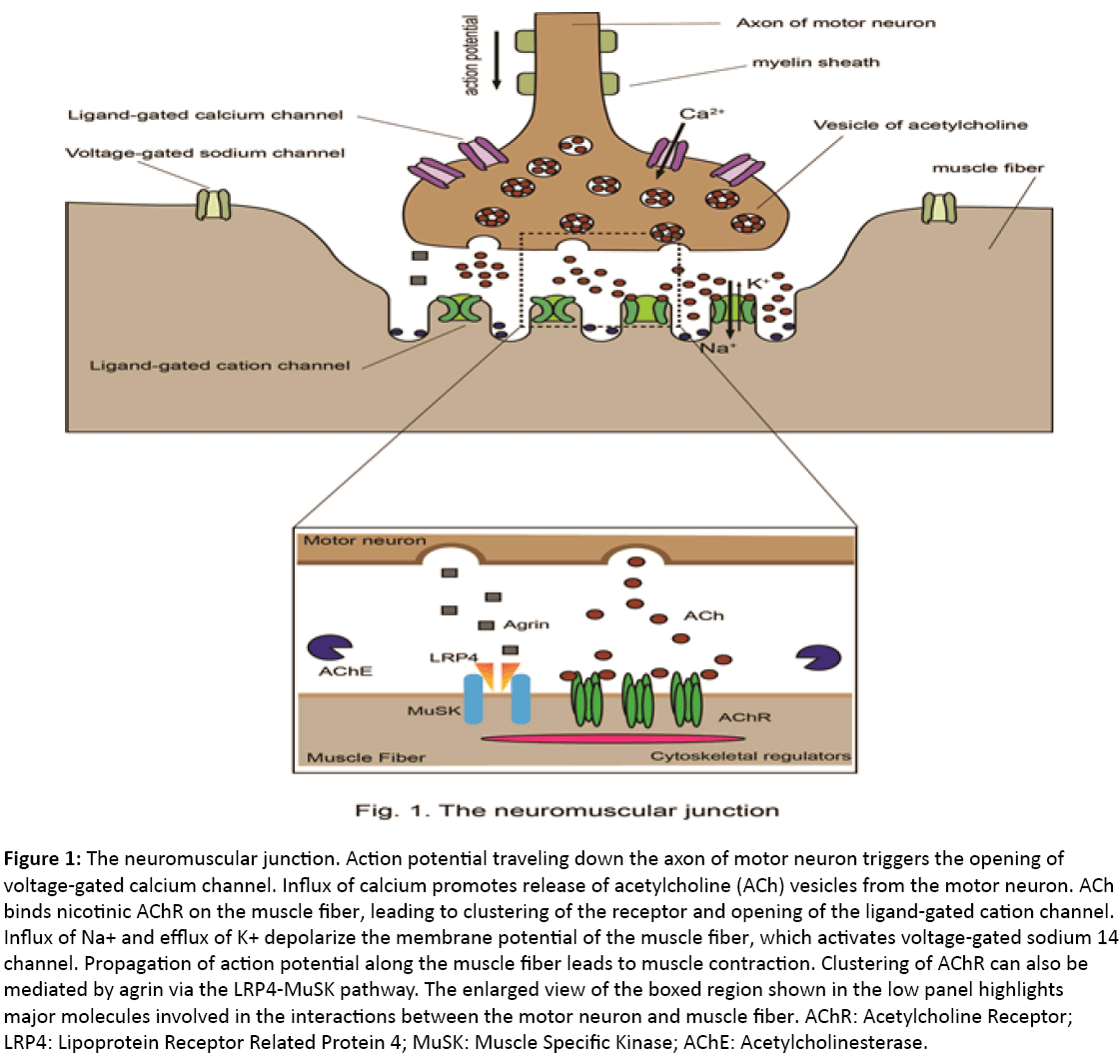 autoimmunediseases-Action-potential-traveling-down-axon
