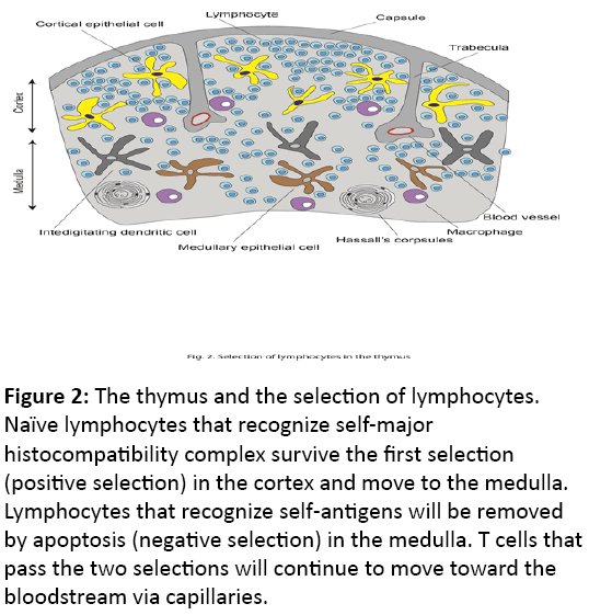 autoimmunediseases-thymus-selection-lymphocytes